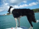 Daisy in her normal position on the dinghy